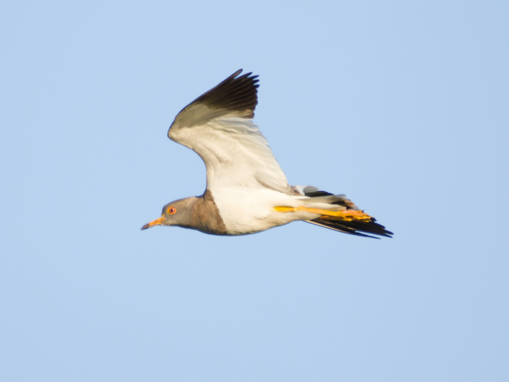 Grey-headed Lapwing